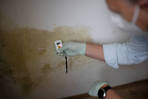 Best DIY Mold Remediation Support Services in Rushford, MN