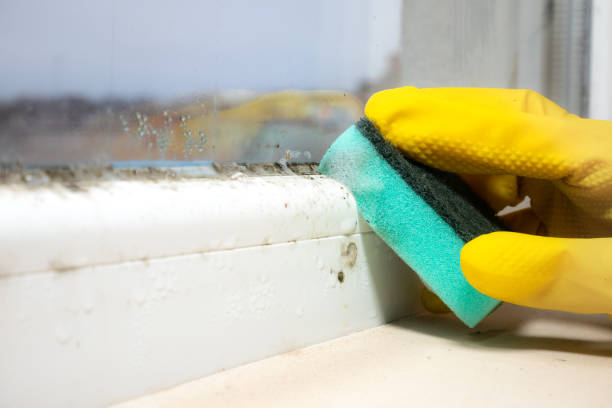 Best Commercial Mold Remediation in Rushford, MN