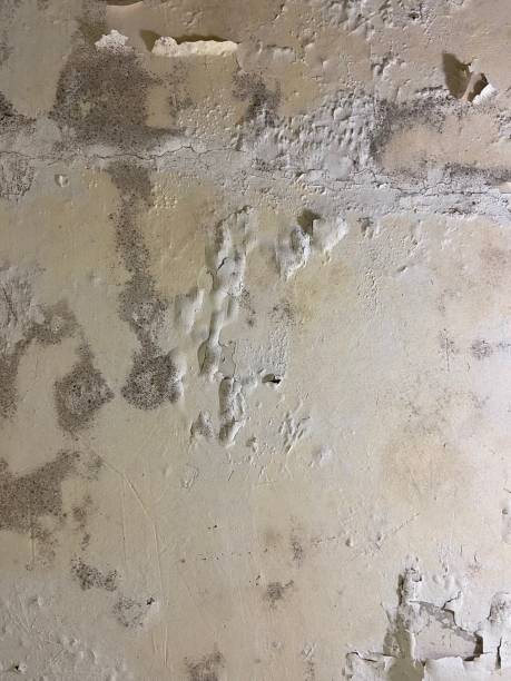 Best Post-Flood Mold Remediation in Rushford, MN