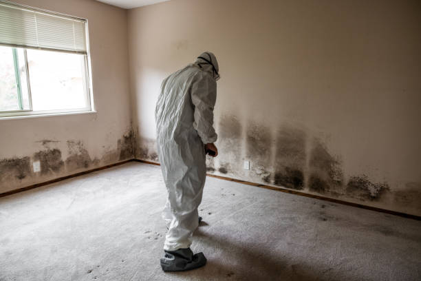 Best DIY Mold Remediation Support Services in Rushford, MN